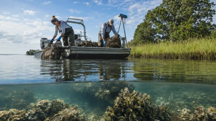 Ústřice dokázaly vyfiltrovat celý Chesapeake Bay za týden, dnes to trvá přes rok