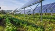 Stín ze solárních panelů šetří vodu i plodiny, agrivoltaika mění pravidla hry