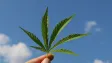 Konopí proti rakovině? Nová studie odhalila nečekaný účinek THC