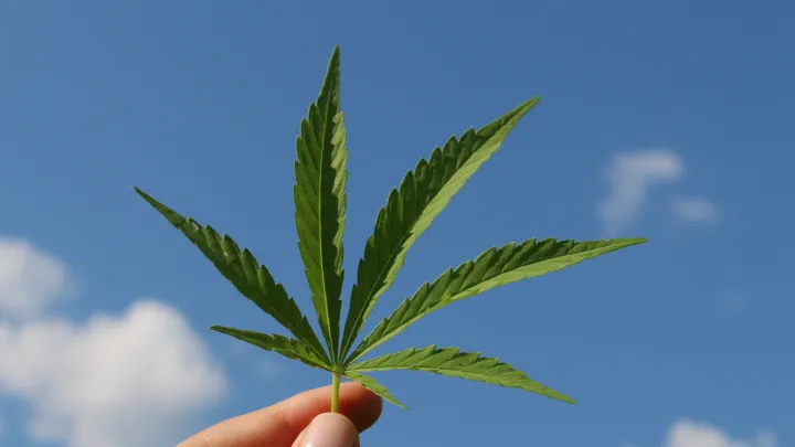 Konopí proti rakovině? Nová studie odhalila nečekaný účinek THC