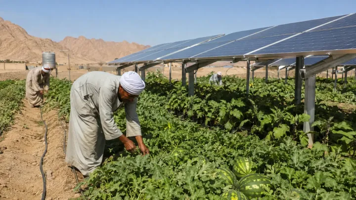 Vodní meloun pod solárním panelem: jak Egypt zkouší napájet pole i sítě zároveň