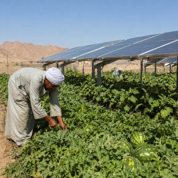 Vodní meloun pod solárním panelem: jak Egypt zkouší napájet pole i sítě zároveň