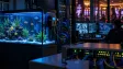 Kasino vykradli přes akvárium. Chytrá nádrž s rybami otevřela hackerům cestu do sítě