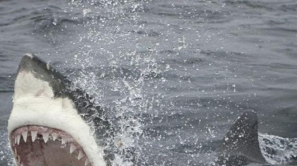 Potápěč obětí bílého žraloka! Druhý tragický případ za posledních 12 dnů