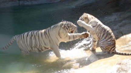 Ze soukromého parku utekly desítky exotických zvířat, většina byla postřílena 