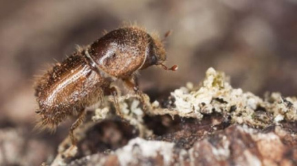 Poradci ministra zemědělství podporují razantní kroky proti kůrovci 