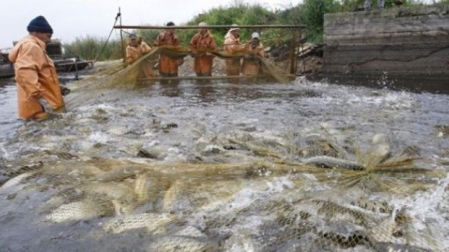 Carp maraton: V Tovačově odstartoval extrémní závod v lovu kaprů 