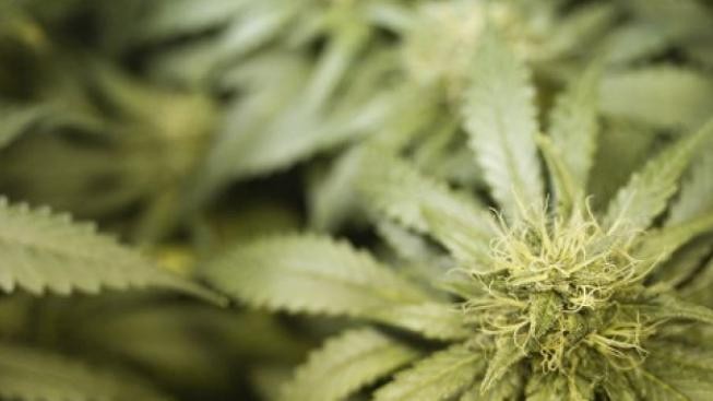 Lékařské využití marihuany možná dostane zelenou