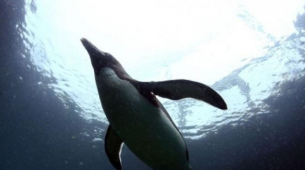 Tučnák "Šťastná nožka" se pár dnů po vypuštění do oceánu ztratil 