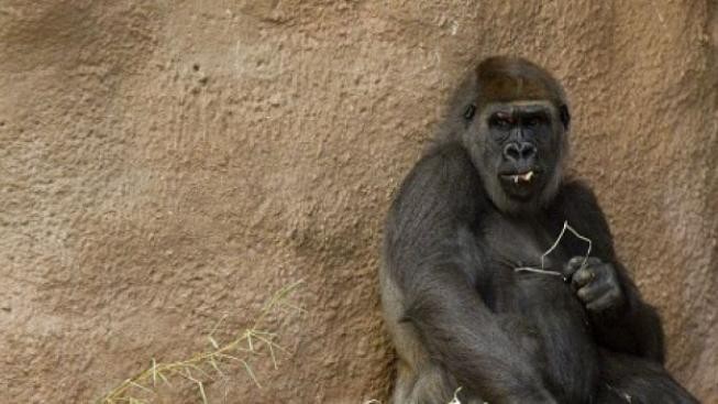 Ze zanedbané kyjevské zoo utíkají zvířata 