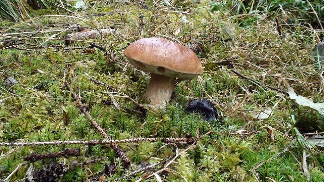 Houby rostou. Na vrchol sezóny ale ještě čekají