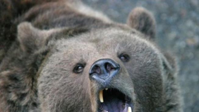 Vraždící medvědi: Otec s dcerou nepřežili útok lidojeda