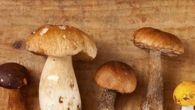 Snadná úprava a jedinečná chuť. Hitem letního menu jsou lesní houby