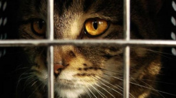 Kupte si kočkometr, přispějete na kočičky v útulku