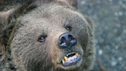 Na Ukrajině už nebudou moci v restauracích opíjet medvědy