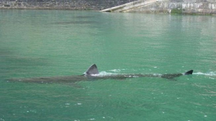 Vyděšení turisté v Chorvatsku: U pobřeží se objevil žralok!