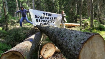 Aktivisté na Modravě dřevaře nenašli, pokáceno prý bylo 80 stromů