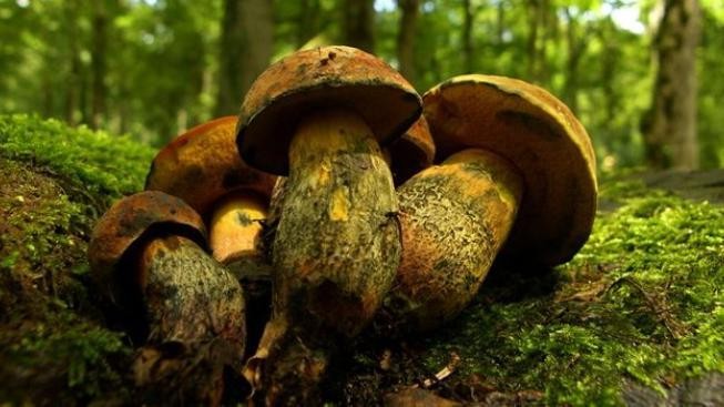 Na houby do Olomouckého kraje: Ve velkém porostou za 3 dny, tvrdí mykolog