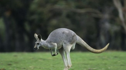 Při věšení prádla napadl seniorku klokan