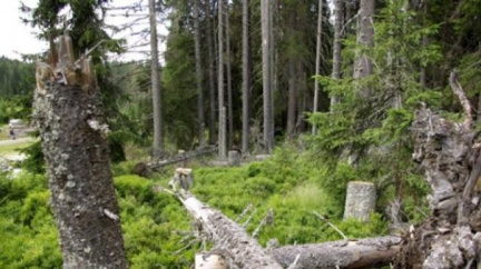 Na Ztraceném už se kácí ve velkém