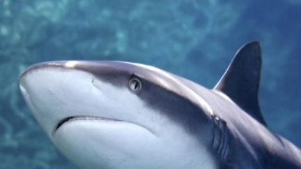 Pes napadl žraloka. Stal se internetovým hrdinou