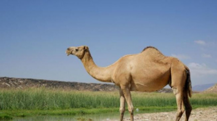 Podívejte se na velbloudy v opeře