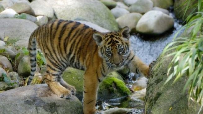 Zoo Ostrava láká návštěvníky na mláďata tygrů a plameňáků