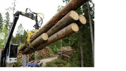 Na Ptačí potok přišli dřevorubci, ekologičtí aktivisté opět zasahují