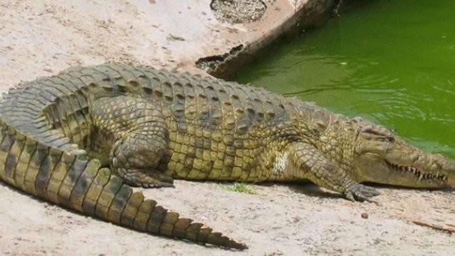 V Dolní Rožínce se otevře krokodýlí park
