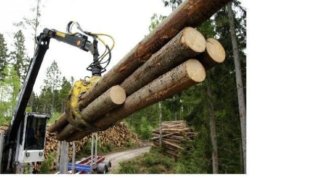 Ekologičtí aktivisté míří na Modravu, protestovat proti kácení na Šumavě