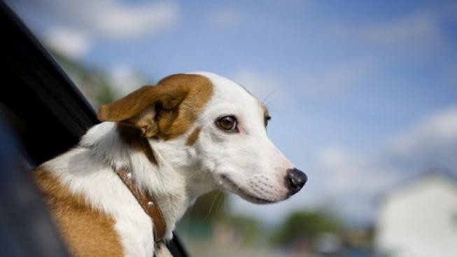 Bez čipu už letos psi cestovat na dovolenou nesmí