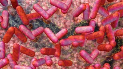 E.Coli opět zabíjela: Francie hlásí první úmrtí, v nemocnici dalších šest osob