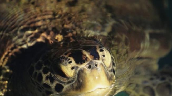 Želvy zaplavily ranvej newyorského letiště. Desítky letů byly zrušeny