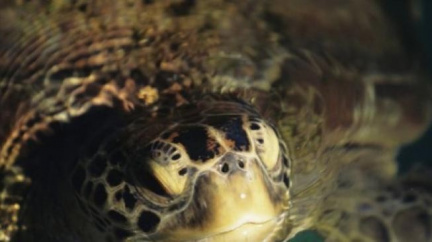 Želvy zaplavily ranvej newyorského letiště. Desítky letů byly zrušeny