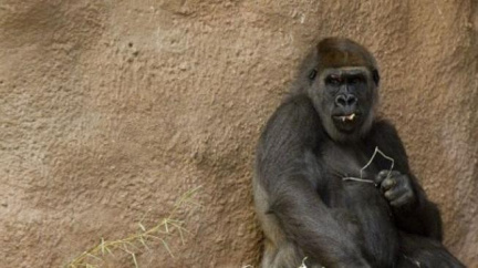 Pražská ZOO čeká další přírůstek u goril. Mámou bude Bikira