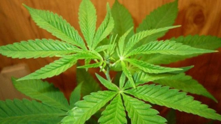 Policisté zavřeli Amsterdam shop v Praze kvůli prodeji drog