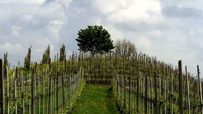 Piemont, nejprestižnější vinařský region Itálie, přiláká více turistů