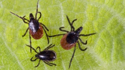 Aktivita klíšťat na nejvyšším stupni, nákaz přibývá