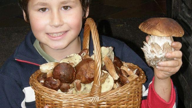 Rostou, radují se houbaři. Z některých lesů nosí plné koše