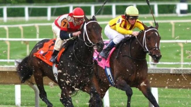 České derby vyhrál favorizovaný Roches Cross v sedle s Rájou 