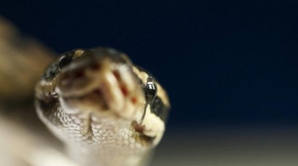 Smrtící tajemství ospalé vesnice: Tři miliony jedovatých hadů