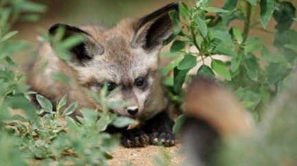 V pražské zoo se narodilo pět nádherných psů ušatých