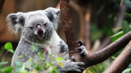Koala: Zvíře, které nemigruje