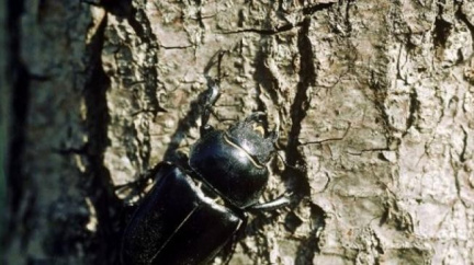 Spokojenost: Na Šumavě meziročně klesl počet napadených stromů kůrovcem 