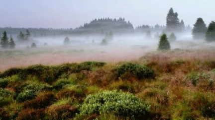 Klaus se na Šumavě opět postavil za aktivní zásahy proti kůrovci