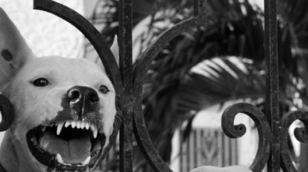 Pitbul pokousal dvě ženy, skončily v nemocnici