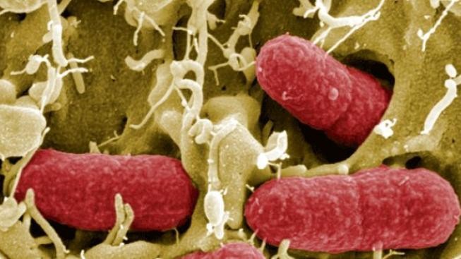 EHEC: Nelze vyloučit další úmrtí