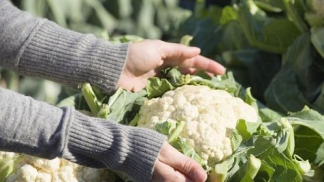 V květáku objevena bakterie E.coli 