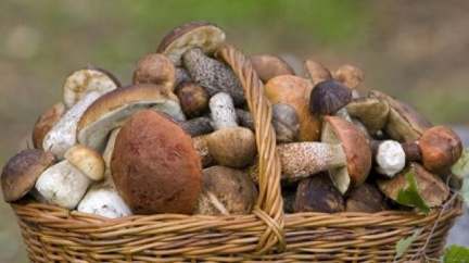 Hub roste dost, ale teplé počasí jim nesvědčí