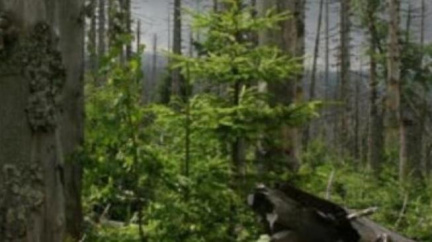 Jedy proti kůrovci jsme použili protizákonně, přiznal Stráský